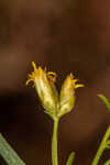 Flat-top goldentop